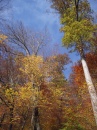 Herbstwanderung2008 058 * 2736 x 3648 * (2.21MB)